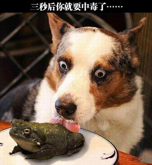 2025年新澳正版免費大全的全面釋義和何仙姑資料免費大全:狗、鼠、龍、蛇和謹防誤導的手段-常見釋義、專家解讀解釋與落實?