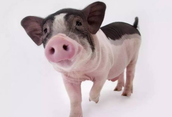 二四六香港期期中下一期預測：豬、狗、馬、牛,澳門一碼一特一中預測準不準繼續(xù)訪:豬、狗、兔、馬-系統(tǒng)解答、專家解讀解釋與落實?,杜絕虛假誘導鏈