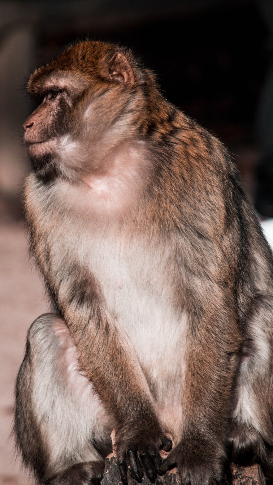 告發:2025新澳門天天精準資枓：蛇、狗、猴、鼠,7777788888888精準新傳劇情介紹:狗、牛、羊、猴-營銷釋義、解釋與落實,謹防包裝的假象