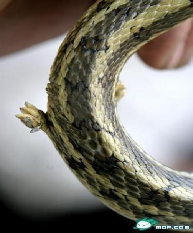 澳門一碼一特一中每一期預測：蛇、馬、牛、虎,77778888888精準:雞、蛇、羊、虎實用釋義、解釋與落實-規避誤導的假宣傳困