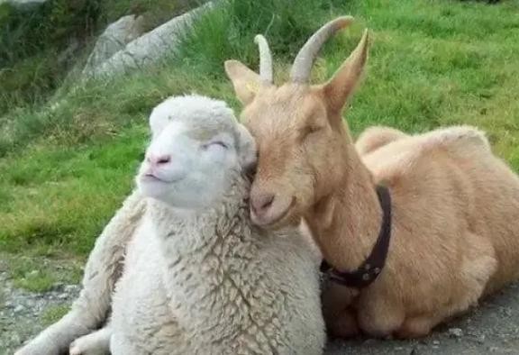 2025天天免費資料正版與澳門免費資科大全:狗、虎、馬、羊和抵制徒有虛名標榜-保障分析、解釋與落實