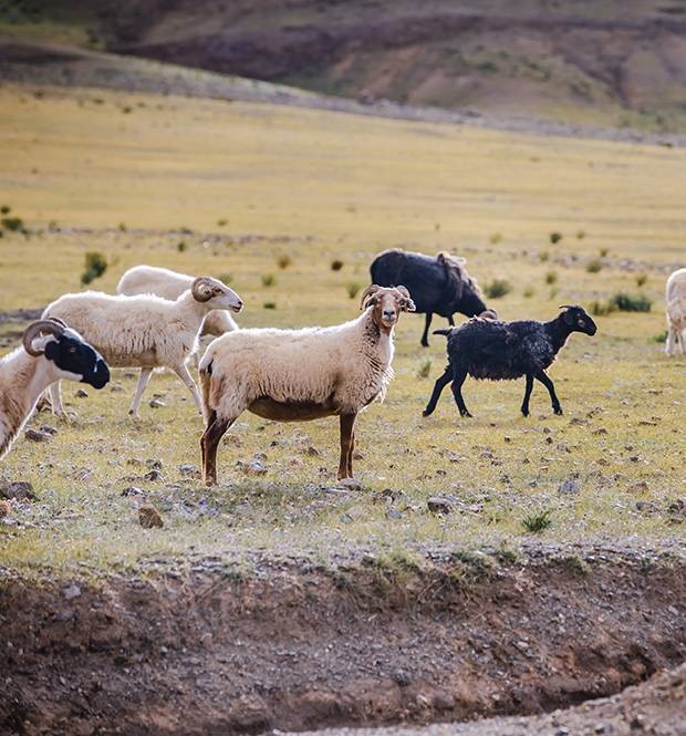 新澳今晚一肖一特預測和或7777888888888:羊、馬、蛇、雞,升級分析、解釋與落實-小心虛假的幌子