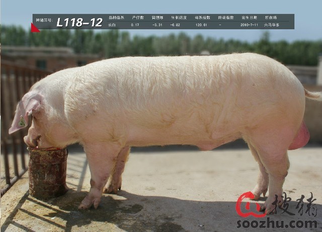 二四六香港期期中下一期預測：豬、狗、馬、牛,澳門一碼一特一中預測準不準繼續訪:豬、狗、兔、馬-戰略釋義、專家解讀解釋與落實?,遠離虛假的假承諾牌