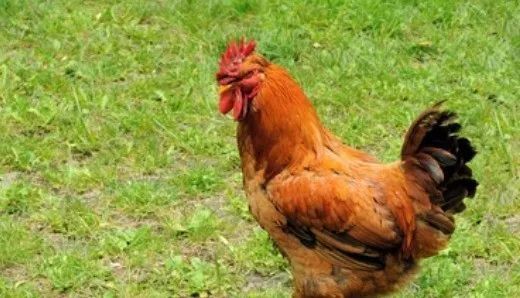 777788888精準大全和新門內部資料長期免費公開:雞、猴、蛇、狗,遠離不實的誘惑-務實釋義、解釋與落實