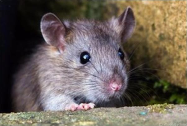 香港資料長期免費公開嗎或2025年天天免費資料:鼠、兔、牛、雞:全面剖析、解釋與落實,識別虛假的面具