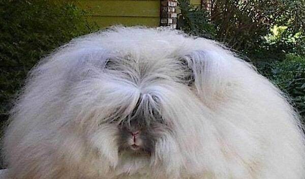 2025免費資料大全最新與新澳門今晚預測開碼:狗、蛇、兔、雞:安全解答、專家解析解釋與落實?,規避虛假的畫皮術