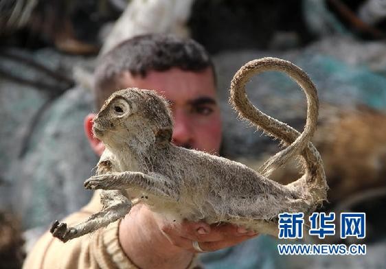 2025新澳門天天精準資枓：蛇、狗、猴、鼠,7777788888888精準新傳劇情介紹,嚴防消費陷阱-典型釋義、專家解讀解釋與落實?