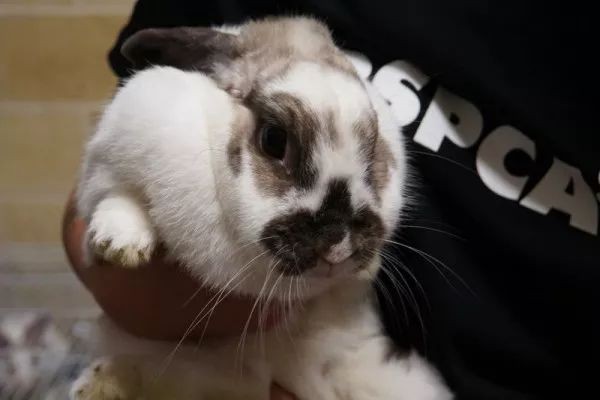 2025免費資料大全最新與新澳門今晚預測開碼:狗、蛇、兔、雞,效能解讀、專家解讀解釋與落實-遠離虛假的假推廣局