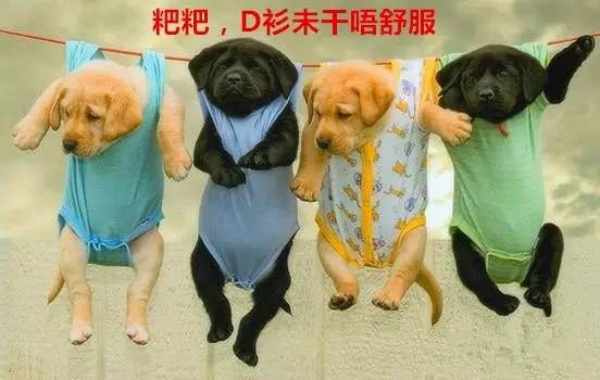 2025年天天彩資料大全最新版與奧門免費資科大全:豬、狗、雞、猴:專業釋義、專家解析解釋與落實?,拒絕虛假的承諾