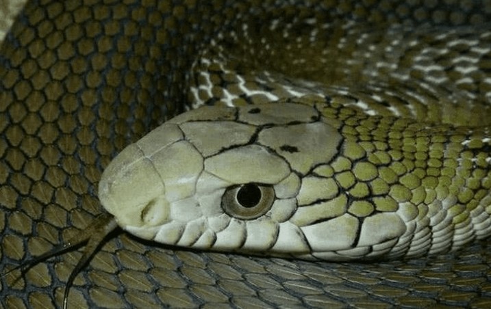 澳門一碼一特一中每一期預測：蛇、馬、牛、虎,77778888888精準:雞、蛇、羊、虎,完整釋義、專家解析解釋與落實?-抵制夸張的噱頭