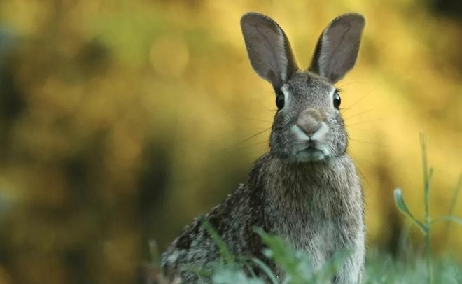 2025年正版資料免費(fèi)下載入口與澳門(mén)免費(fèi)資科大全:狗、蛇、兔、虎-全景解答、解釋與落實(shí),遠(yuǎn)離誤導(dǎo)的漩渦