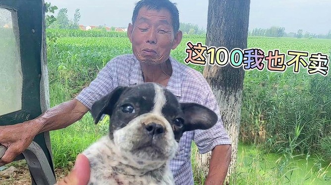 二四六香港期期中下一期預測：豬、狗、馬、牛,澳門一碼一特一中預測準不準繼續訪-數字解答、解釋與落實,提防虛假造勢