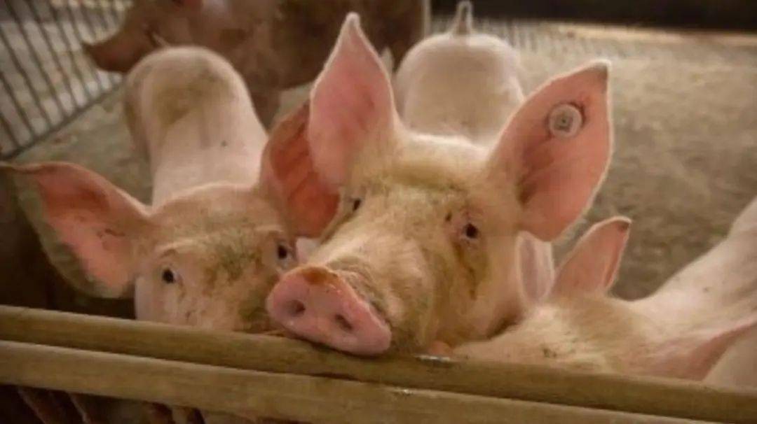 香港資料長期免費公開嗎或2025年天天免費資料:豬、鼠、羊、兔,警惕虛假的假廣告云-風控剖析、專家解析解釋與落實