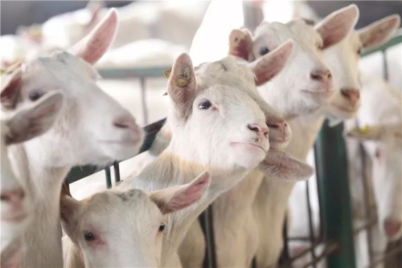 新澳今晚一肖一特預(yù)測(cè)和投放及新奧今晚預(yù)測(cè)一肖一特:馬、牛、羊、雞典型釋義、專家解讀解釋與落實(shí)?-小心不實(shí)的假?gòu)V告片