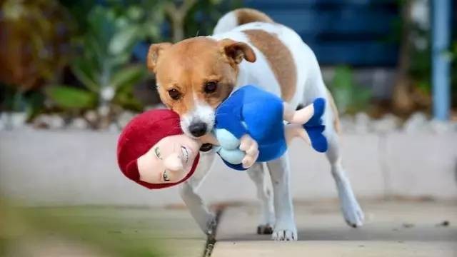 新澳今晚一肖一特預測和投放及新奧今晚預測一肖一特:龍、猴、狗、虎精準解讀、專家解讀解釋與落實,遠離虛假的假標榜語