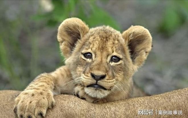 2025新澳門天天精準(zhǔn)資枓：蛇、狗、猴、鼠,7777788888888精準(zhǔn)新傳劇情介紹:24-49-42-38-11-47 T:21:升級分析、解釋與落實(shí),抵制虛假的表象